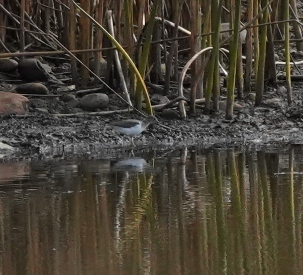 Spotted Sandpiper - ML644628193