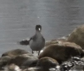 Spotted Sandpiper - ML644628194