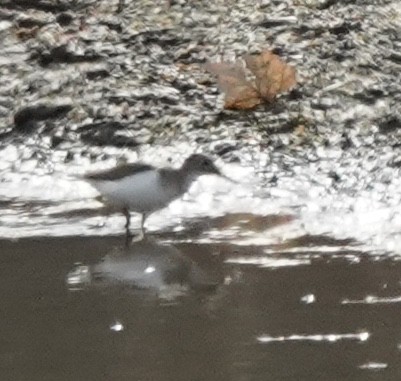 Spotted Sandpiper - ML644628195
