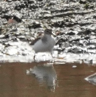 Spotted Sandpiper - ML644628196