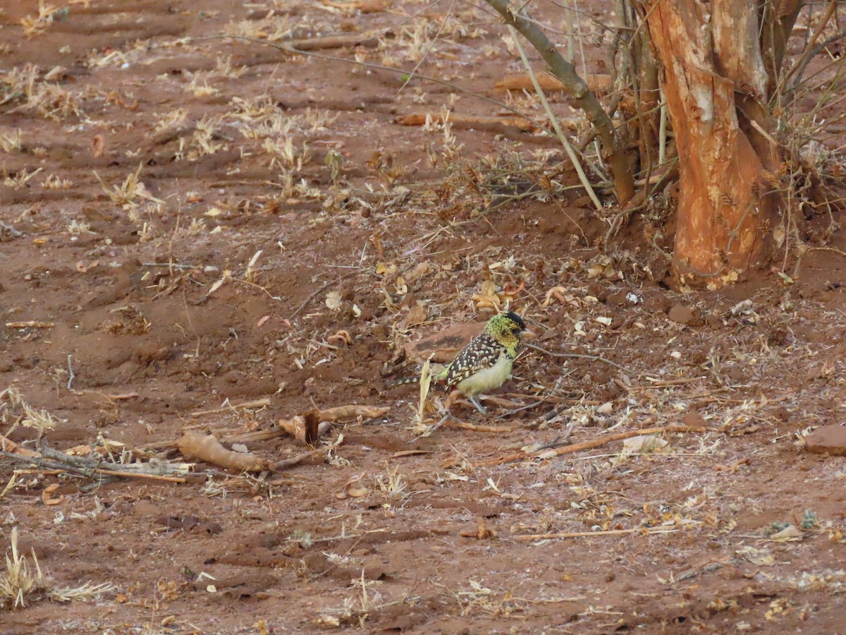 småperleskjeggfugl - ML644628202