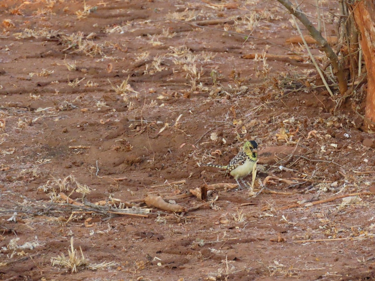 småperleskjeggfugl - ML644628203