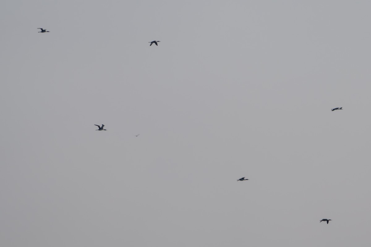 Common Loon - ML644628204