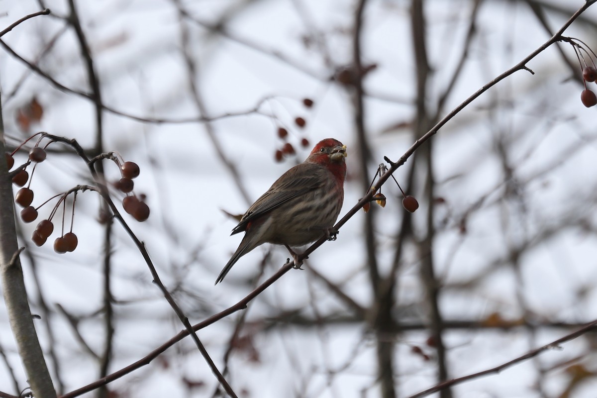 Roselin familier - ML644628205