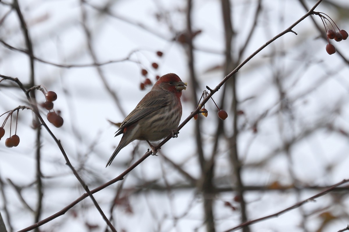 Roselin familier - ML644628206