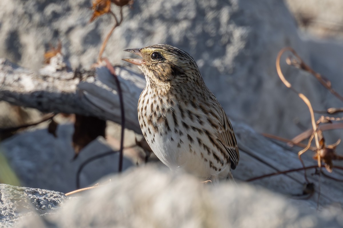 Пасовник савановий - ML644628207
