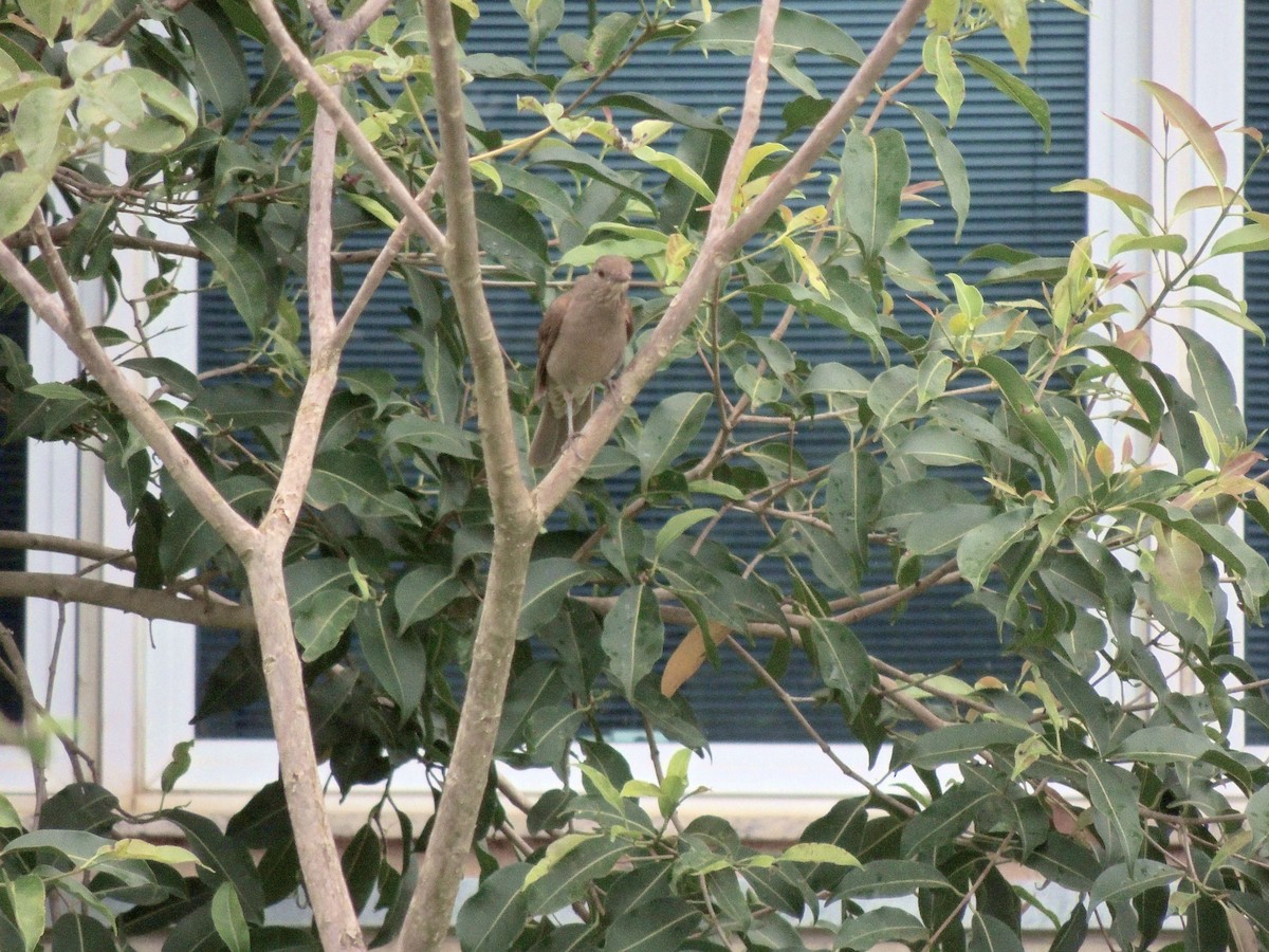 Pale-breasted Thrush - ML644628209