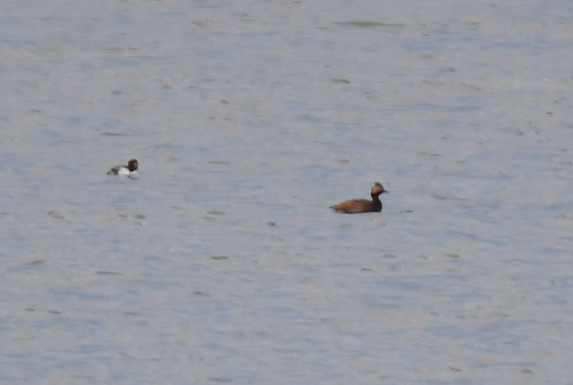 Eared Grebe - ML644628228