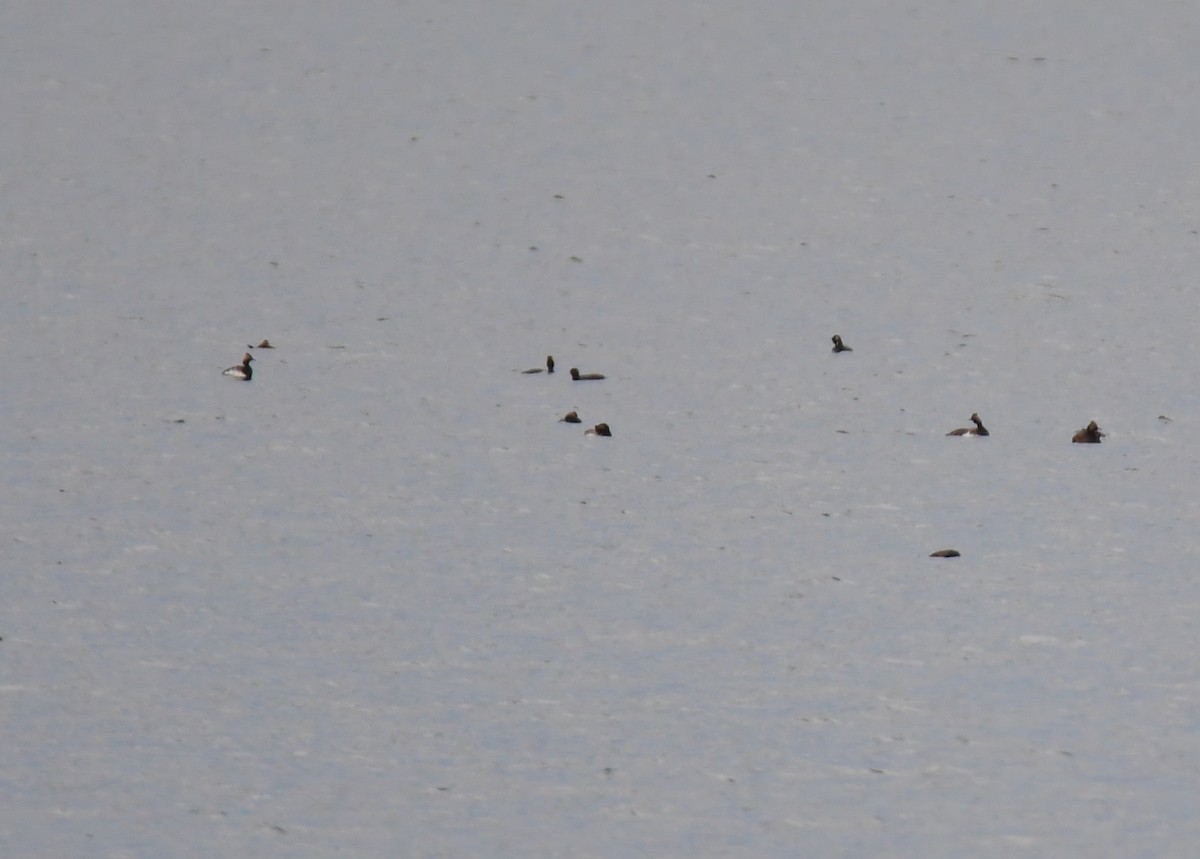 Eared Grebe - ML644628229