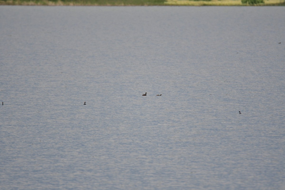 Eared Grebe - ML644628230