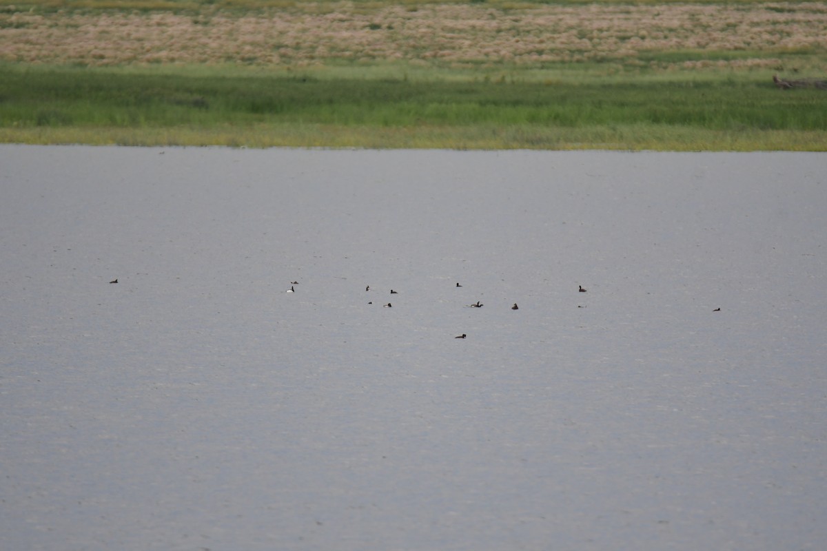 Eared Grebe - ML644628231