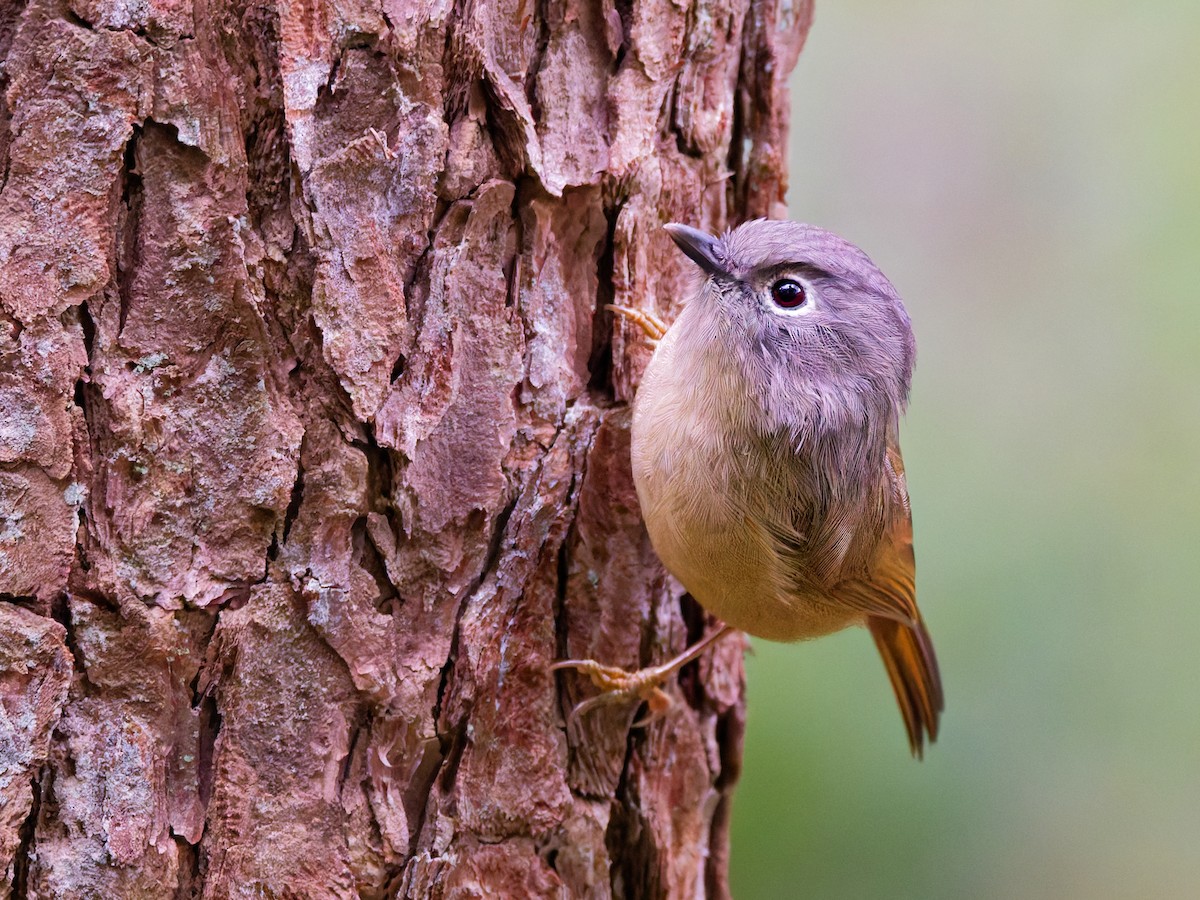 Huet's Fulvetta - ML644628239