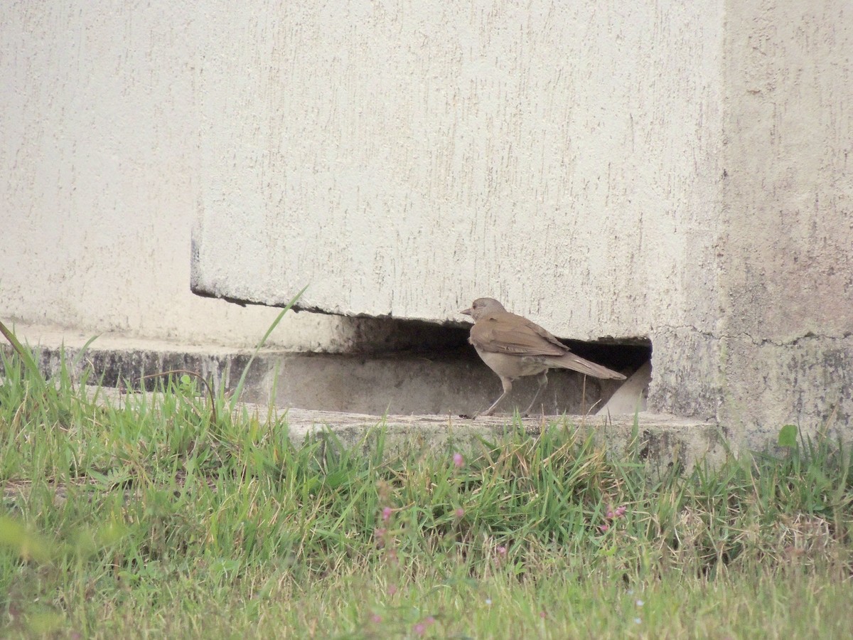 Pale-breasted Thrush - ML644628240