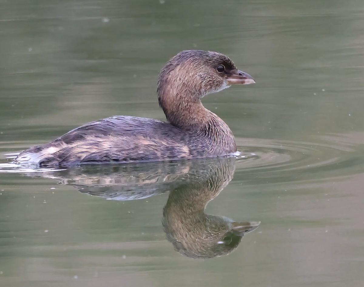 Bindentaucher - ML644628254