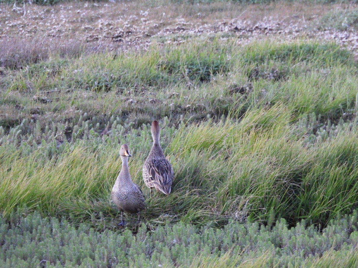 Yellow-billed Pintail - ML644628255