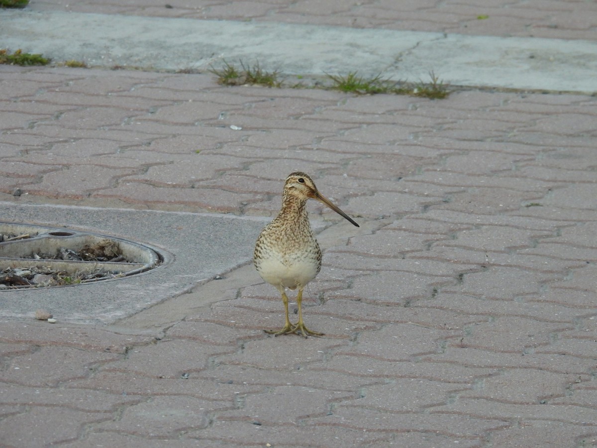 Magellanic Snipe - ML644628262