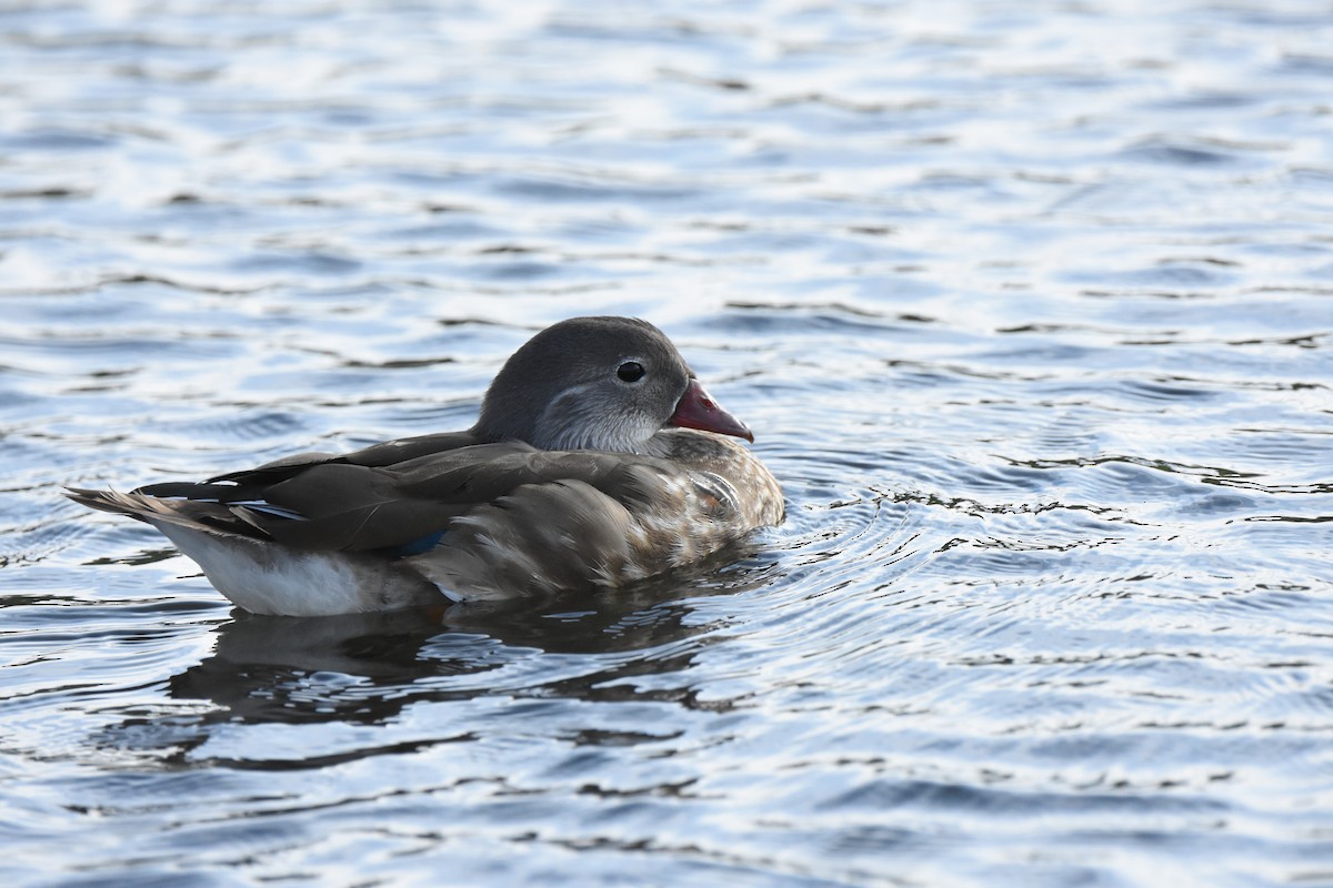 Mandarin Duck - ML644628263