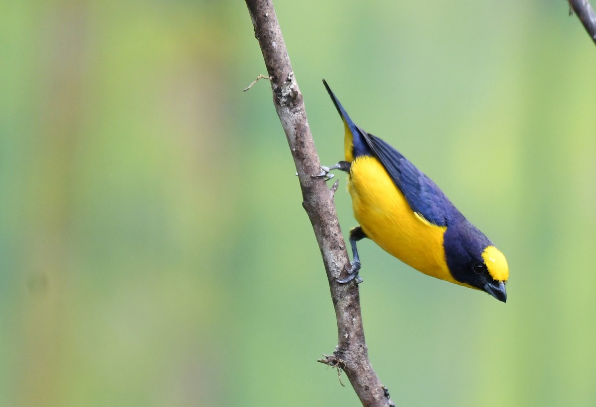Thick-billed Euphonia - ML644628270