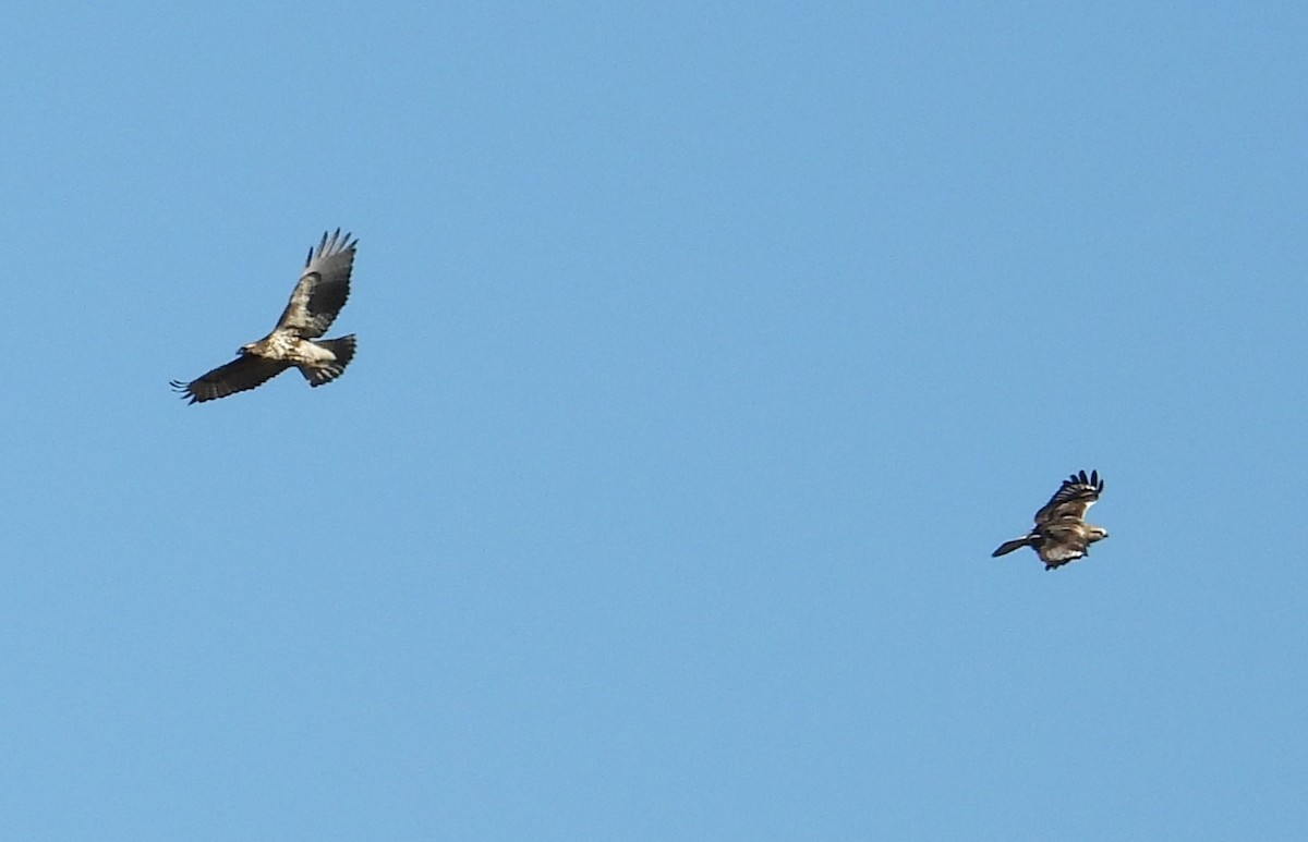 Red-tailed Hawk (borealis) - ML644628272
