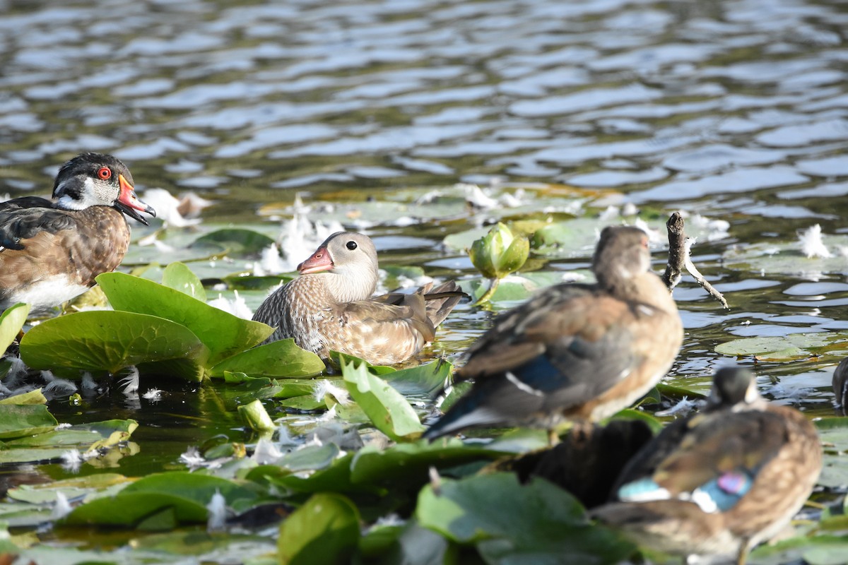 Canard mandarin - ML644628275