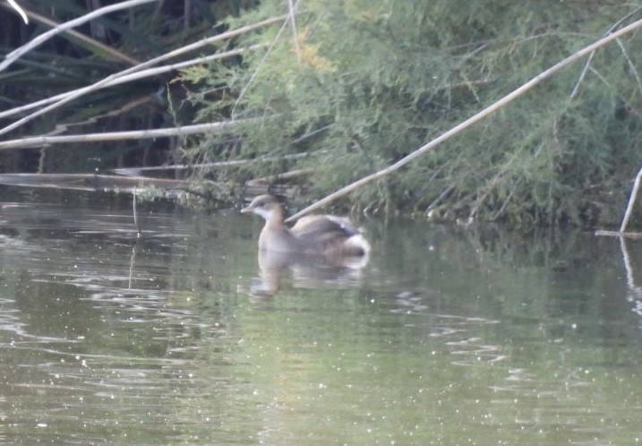 Tuffetto - ML644628288