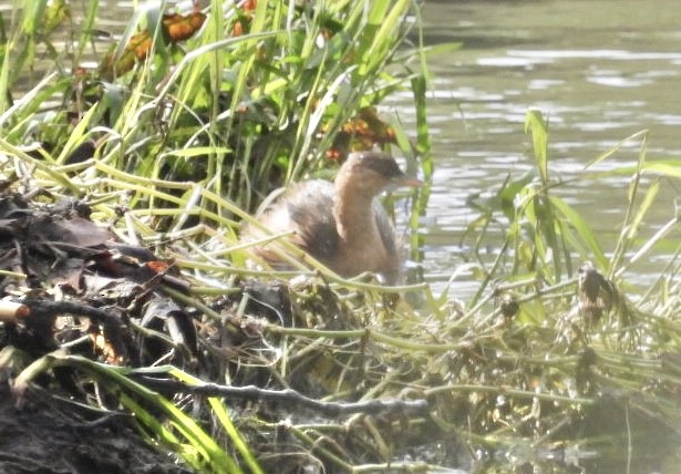 Tuffetto - ML644628289