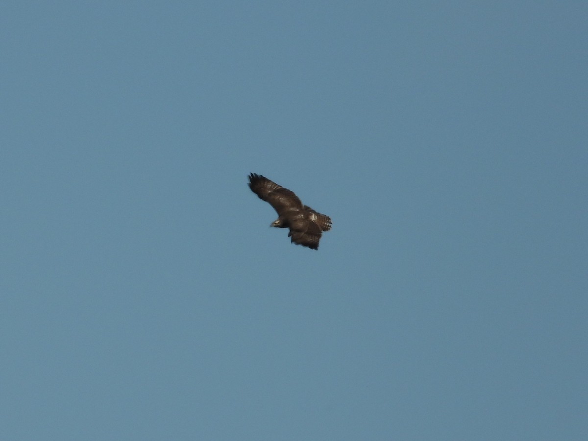 Red-tailed Hawk (borealis) - ML644628290