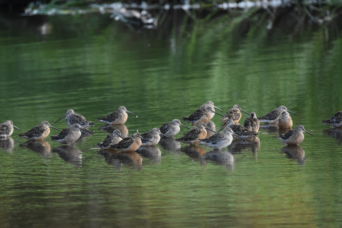 短嘴半蹼鷸/長嘴半蹼鷸 - ML644628293