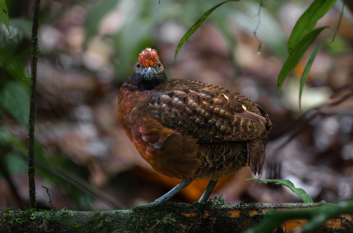 svartkinntannvaktel - ML644628294