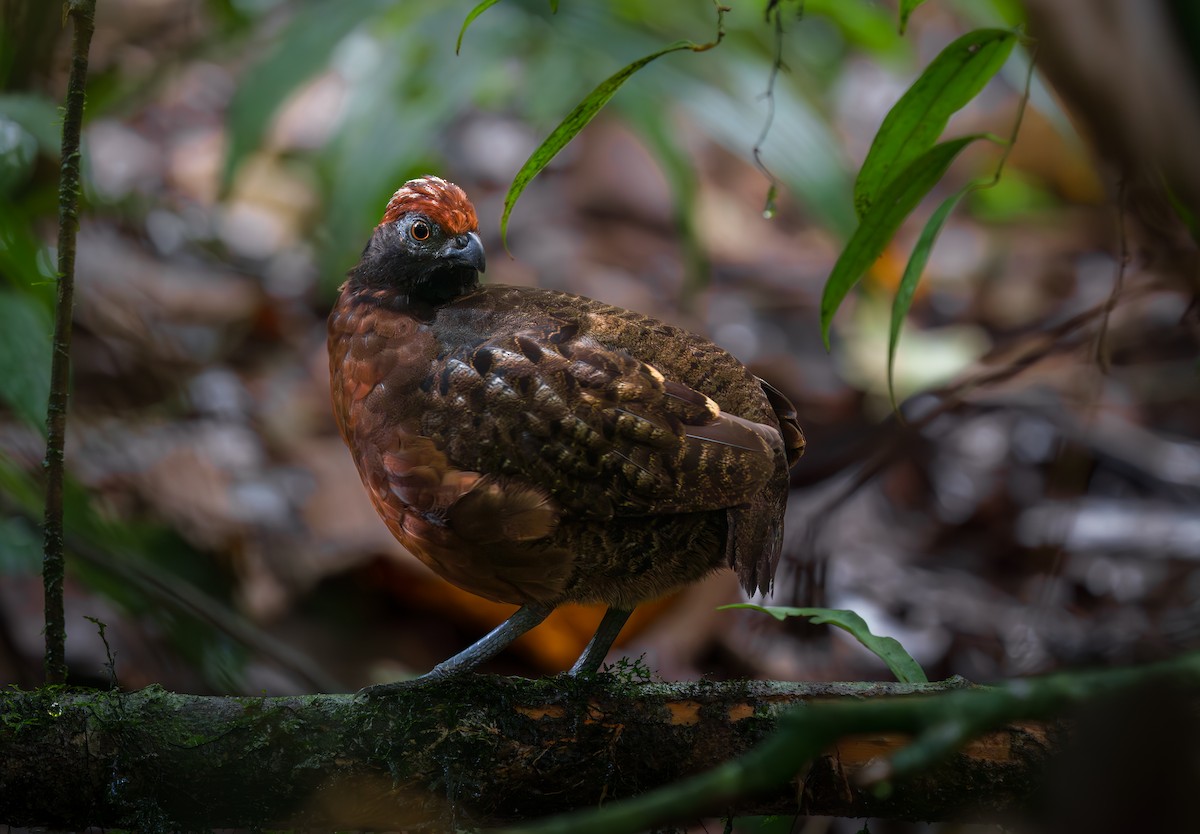 svartkinntannvaktel - ML644628295