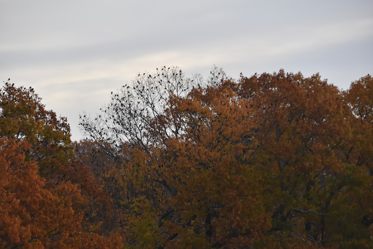 Common Grackle - ML644628296