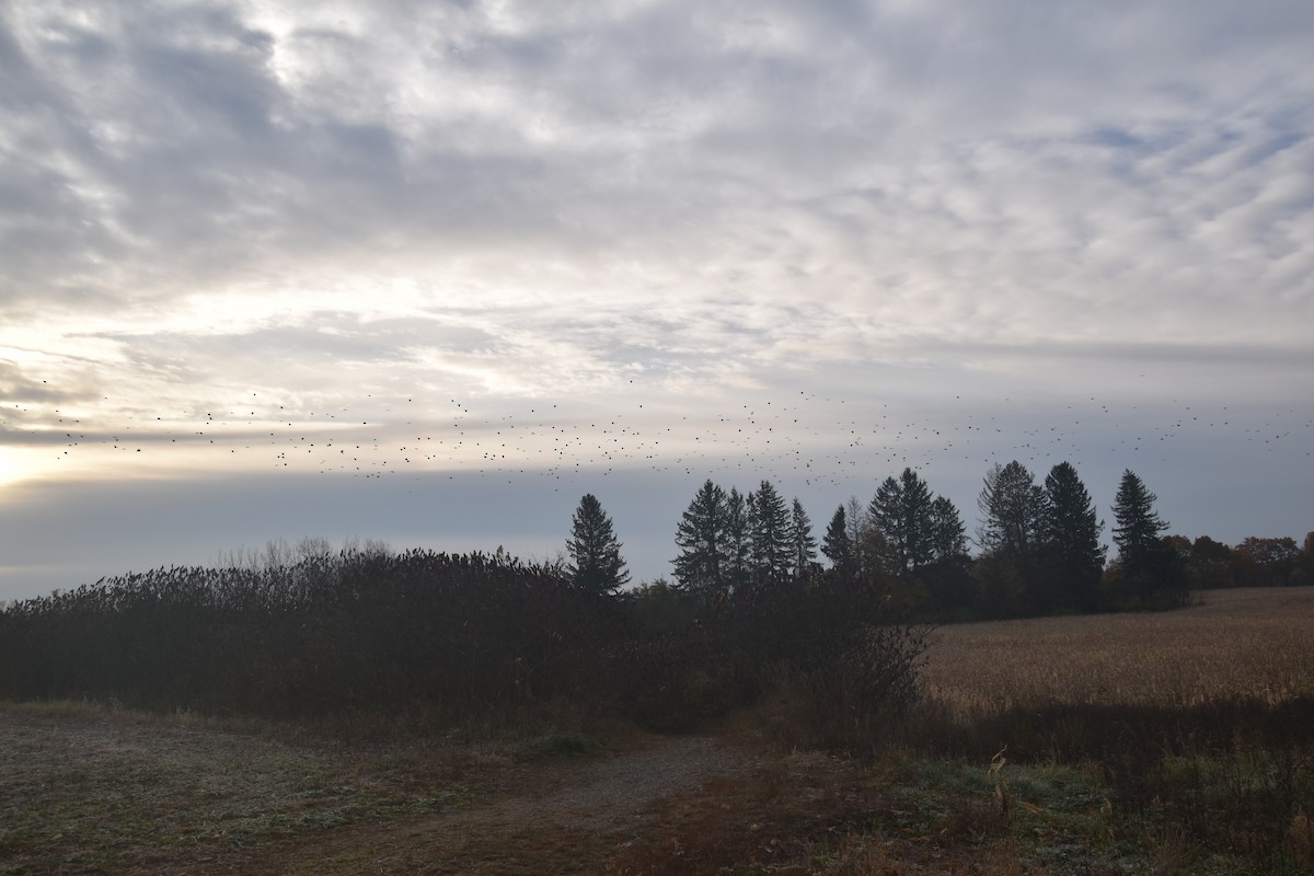 Common Grackle - ML644628297