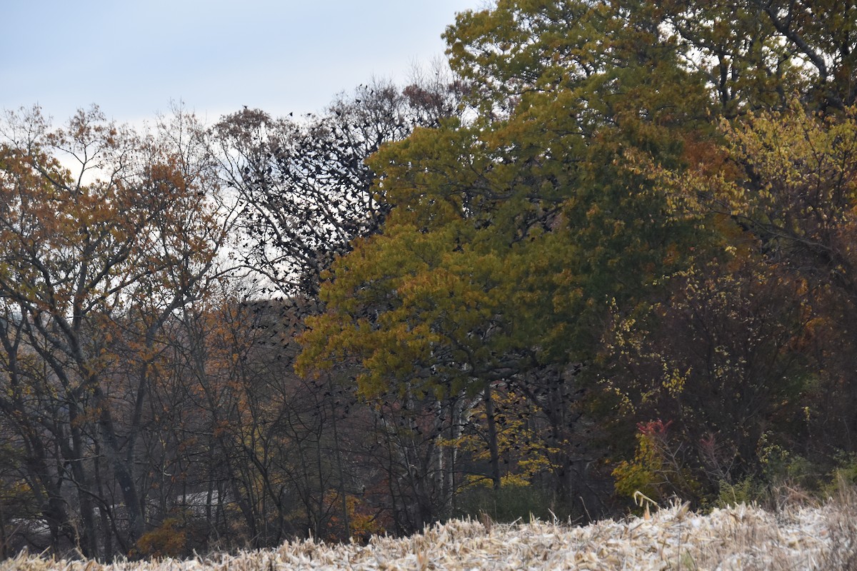 Common Grackle - ML644628299