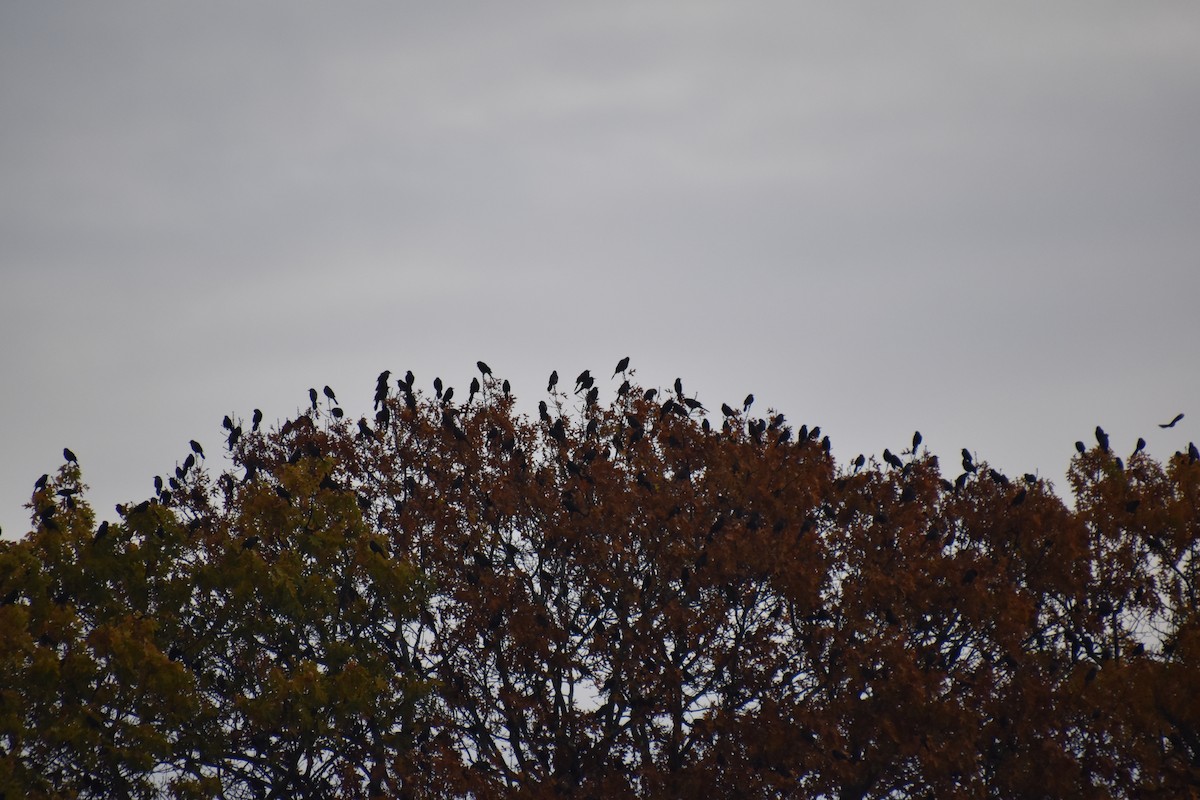 Common Grackle - ML644628300