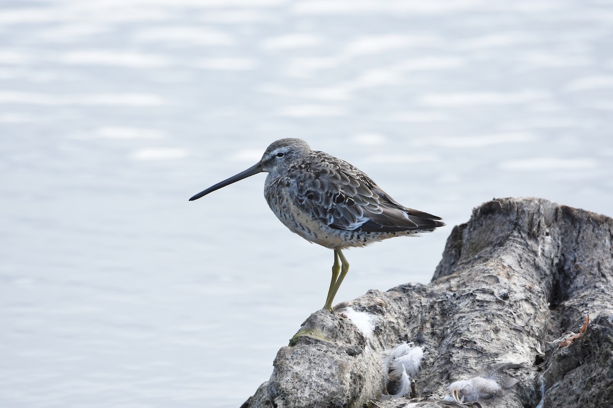 長嘴半蹼鷸 - ML644628305