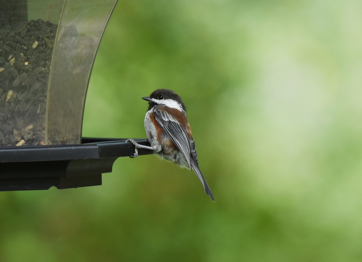 Chestnut-backed Chickadee - ML644628318