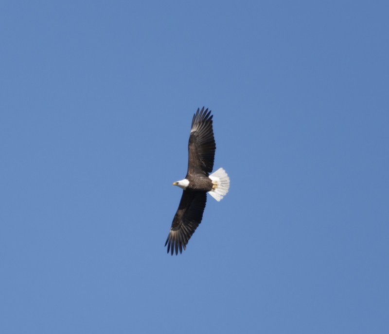 Белоголовый орлан - ML644628319