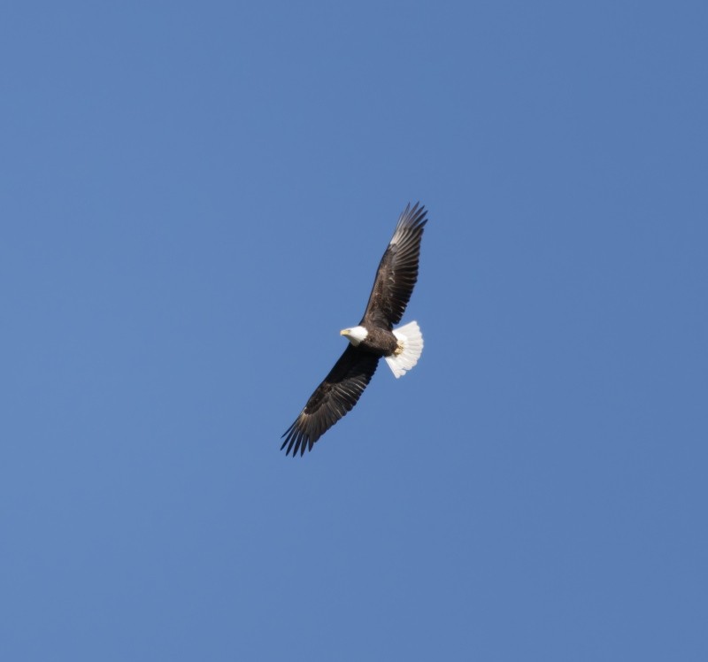 Белоголовый орлан - ML644628320