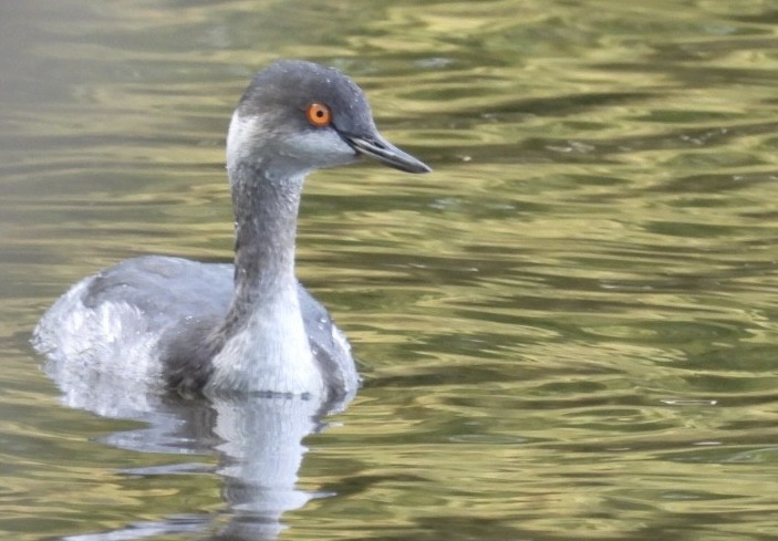 Svasso piccolo - ML644628321