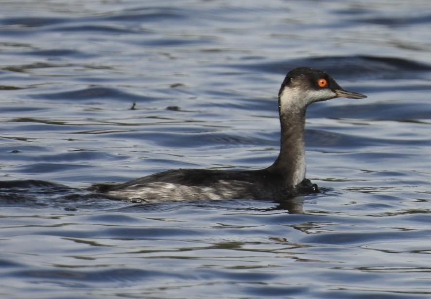 Svasso piccolo - ML644628322