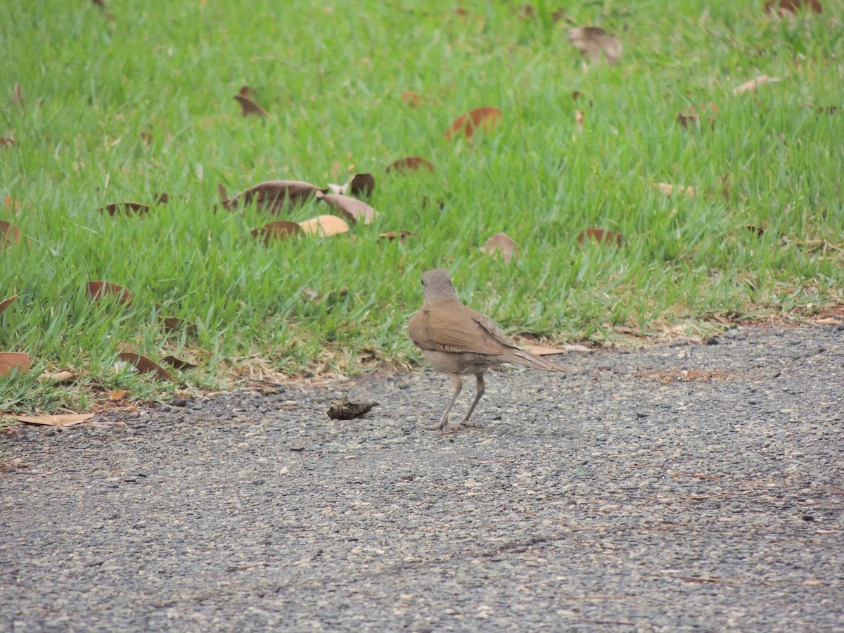 Pale-breasted Thrush - ML644628329