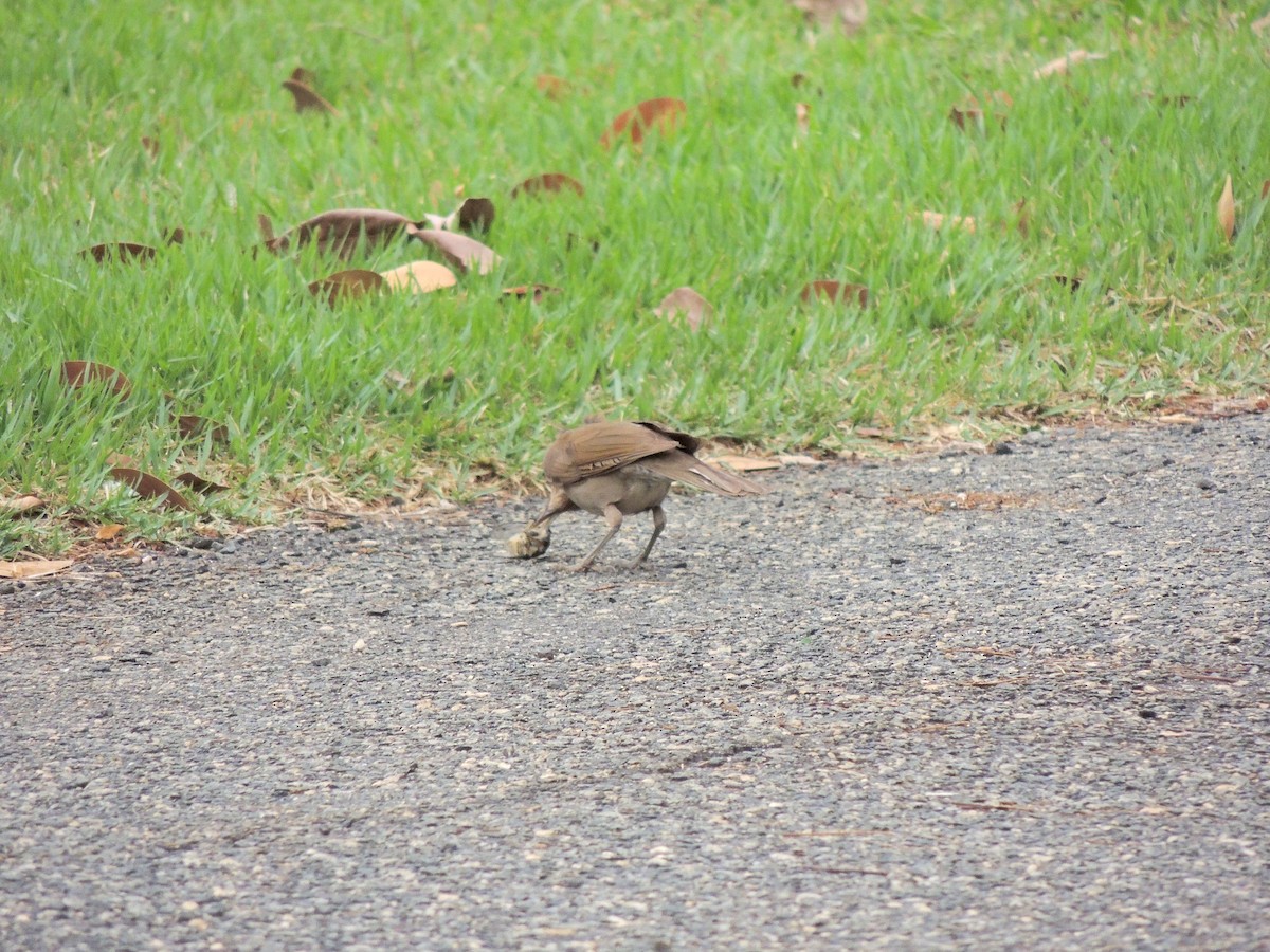 Pale-breasted Thrush - ML644628330