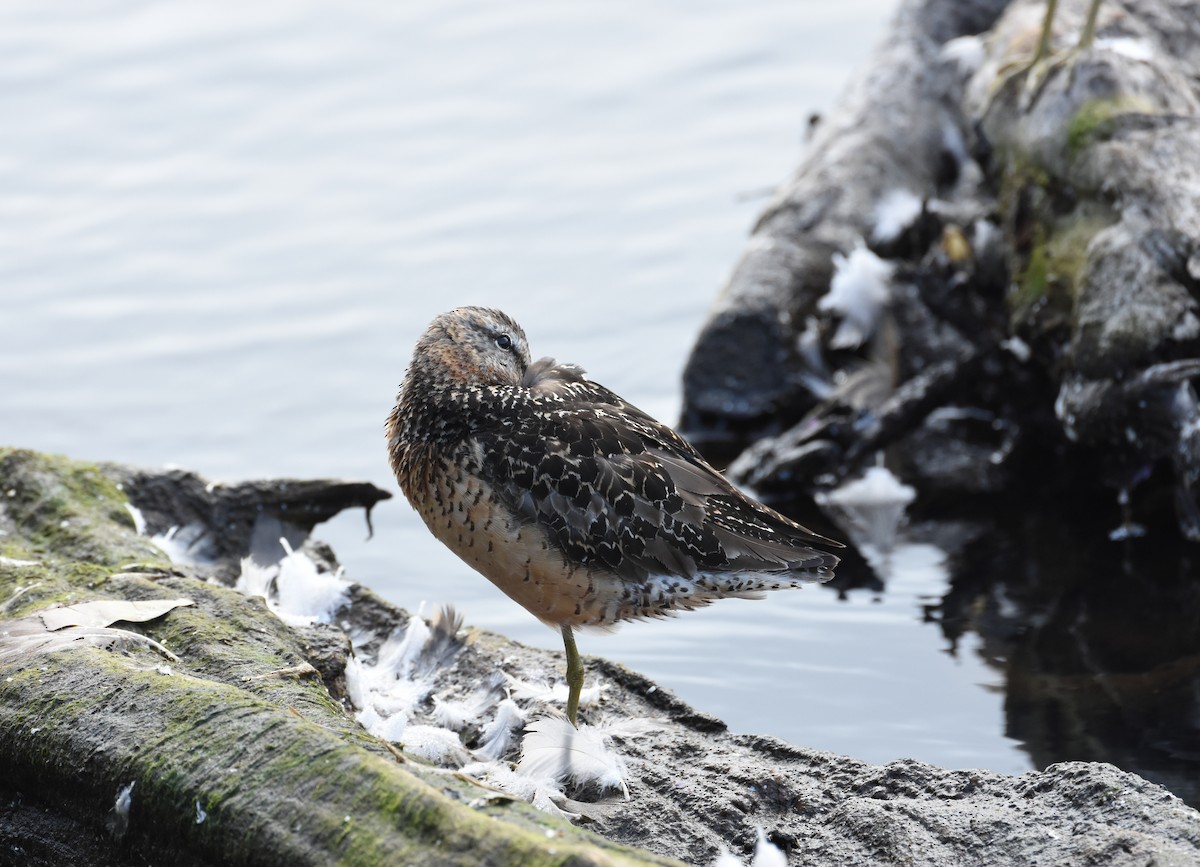 長嘴半蹼鷸 - ML644628331