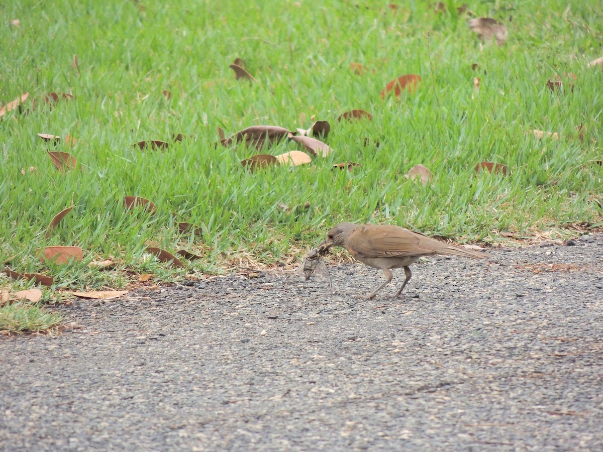Pale-breasted Thrush - ML644628332