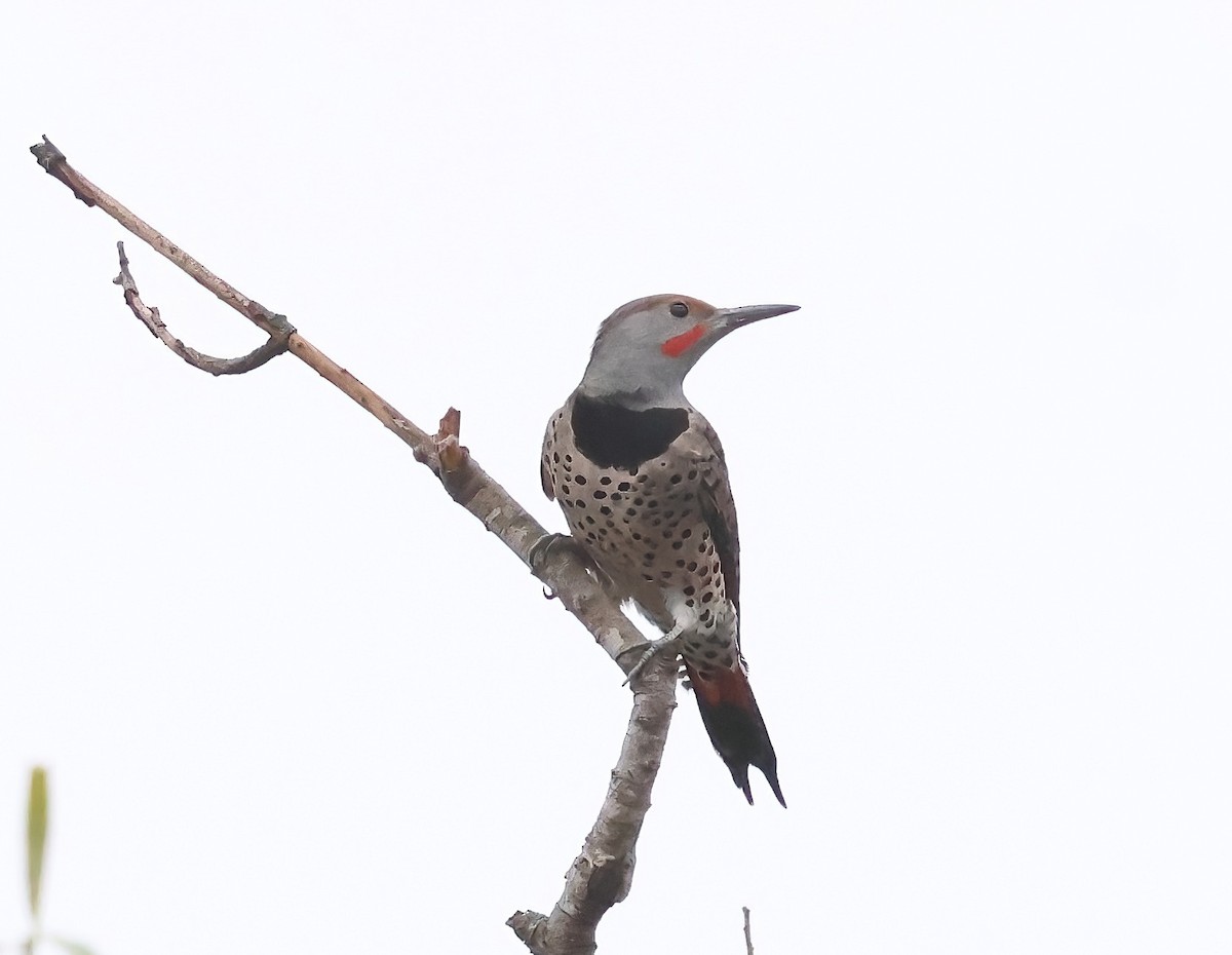 Northern Flicker - ML644628335
