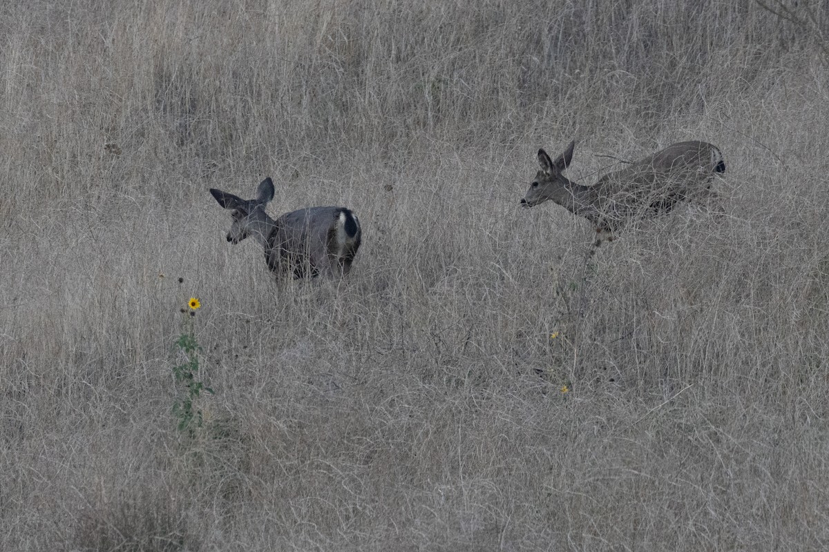 Animals - ML644628337