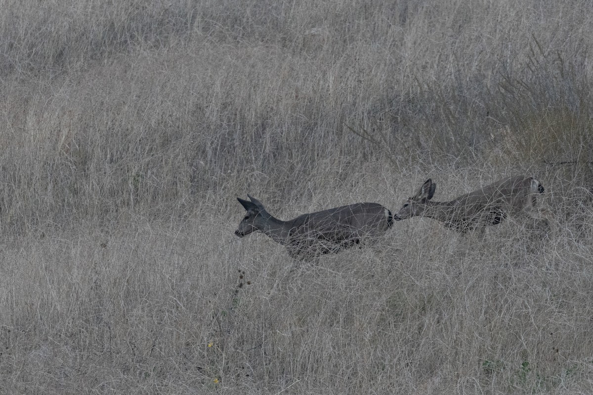 Animals - ML644628338