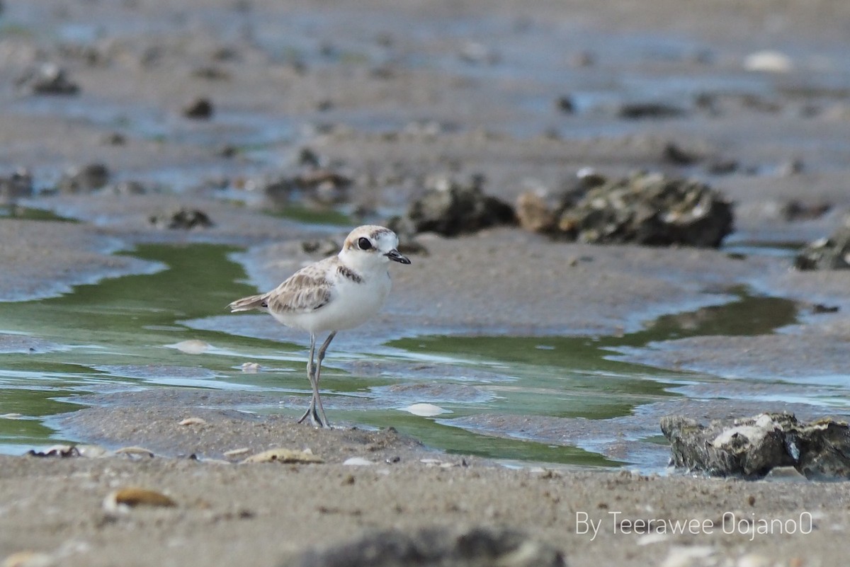 Malaysian Plover - ML644628341