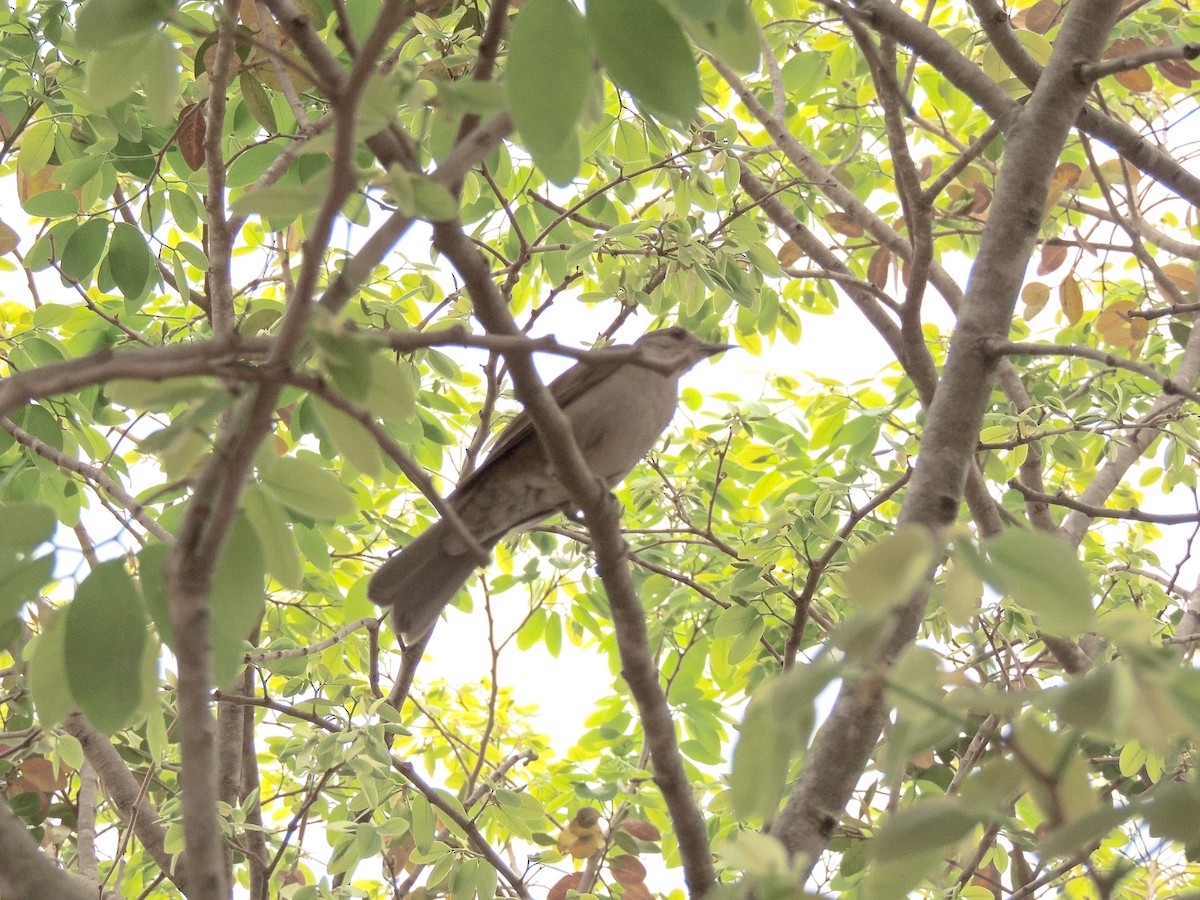 Pale-breasted Thrush - ML644628343