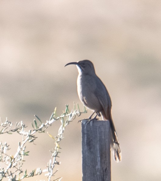 Красногузый пересмешник - ML644628345